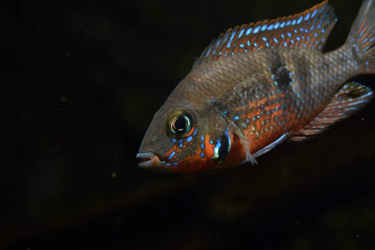 Thorichthys meeki