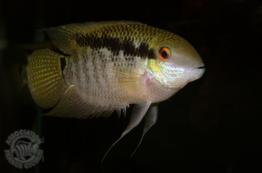 Mesonauta guyanae