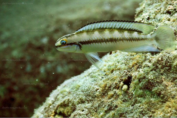 Telmatochromis vittatus