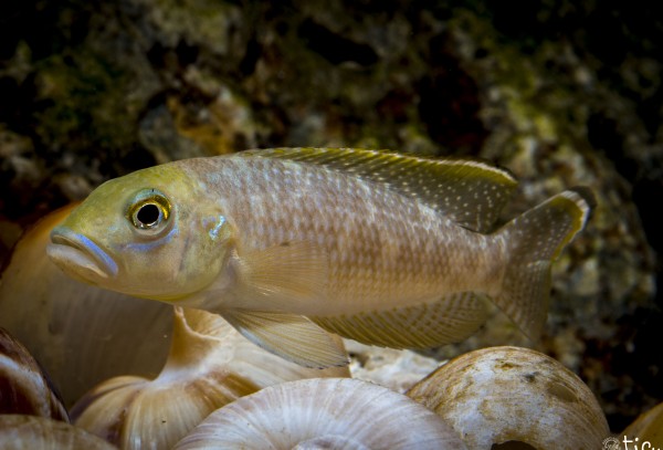 Mâle Callipterus Jeune