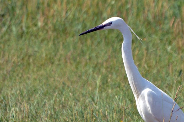 egretta-garzetta-b.jpg