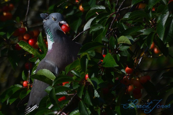 columba-palumbus-h.1.jpg