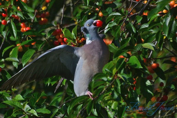 columba-palumbus-i.jpg