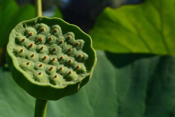 Fruit du Lotus.