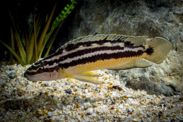 Julidochromis sp. ornatus Uvira