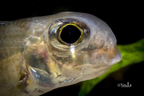 Xenotilapia ornatipinnis Burundi