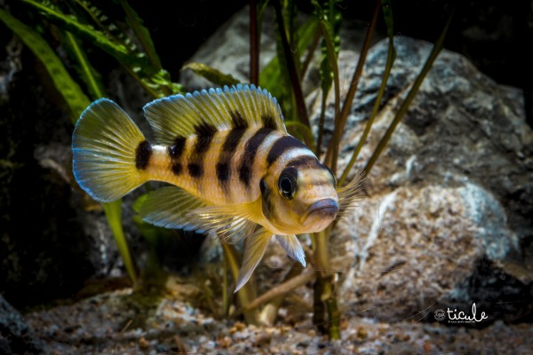 Neolamprologus sexfasciatus