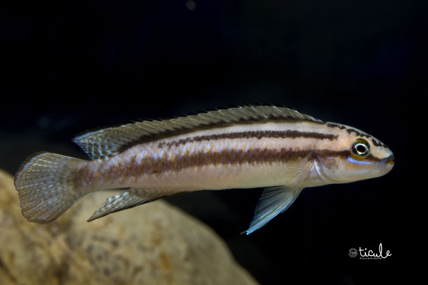 Telmatochromis bifrenatus Kashekezi