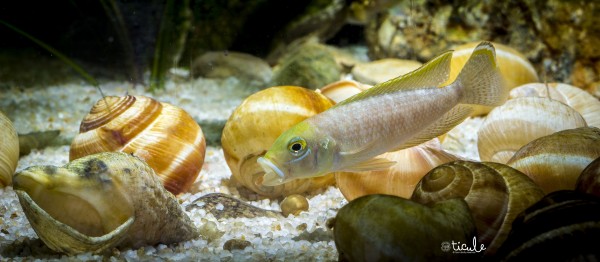 &quot;Lamprologus&quot; callipterus Burundi