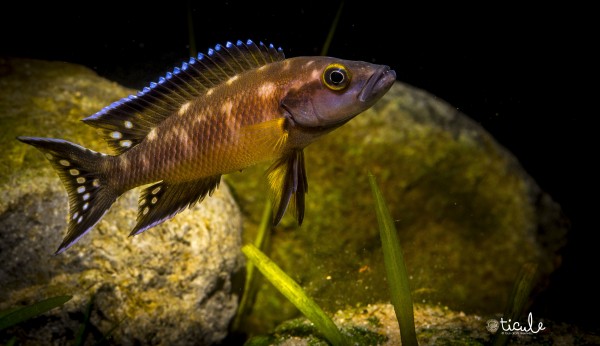 Neolamprologus buescheri Kamakonde