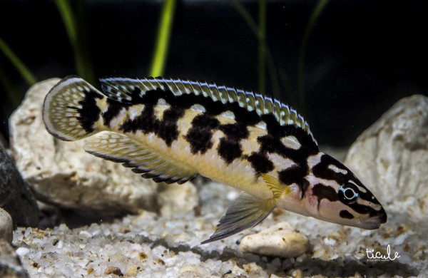 Julidochromis aff.transcriptus Kalemie