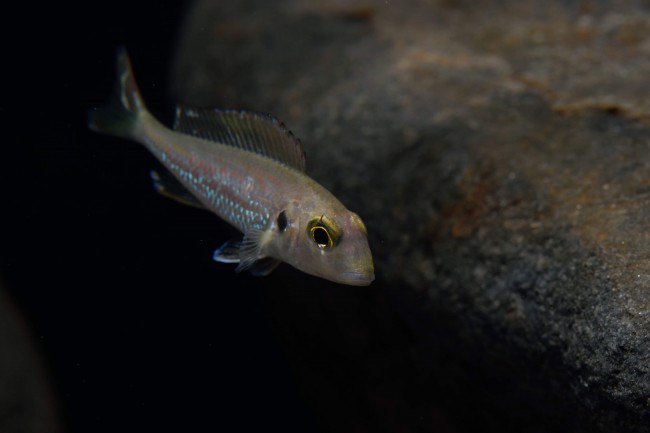 Callochromis pleurospilus Bulombora