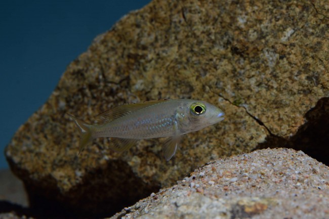 Callochromis pleurospilus Bulombora