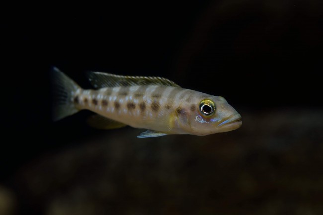 Lepidiolamprologus mimicus