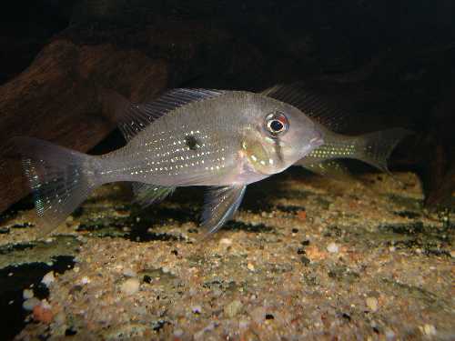 Acarichthys.jpg