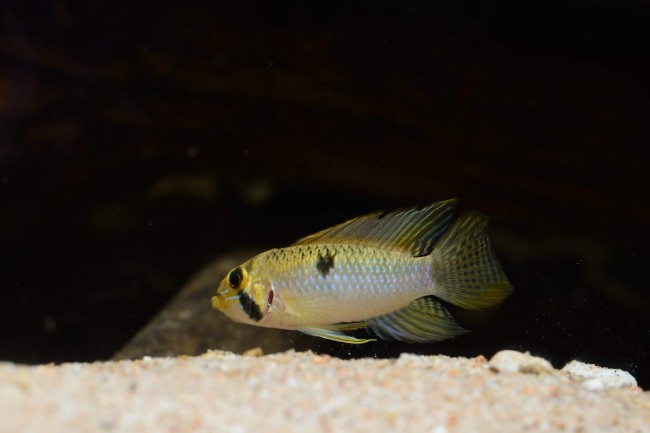 Apistogramma steindachneri Nickeri River