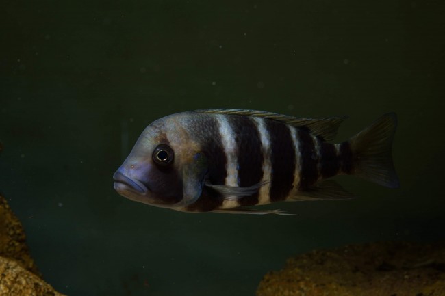 Cyphotilapia frontosa kigoma