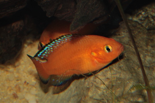 Hemichromis exsul ponte3.JPG