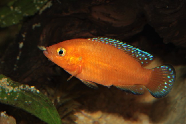 Hemichromis exsul ponte6.JPG