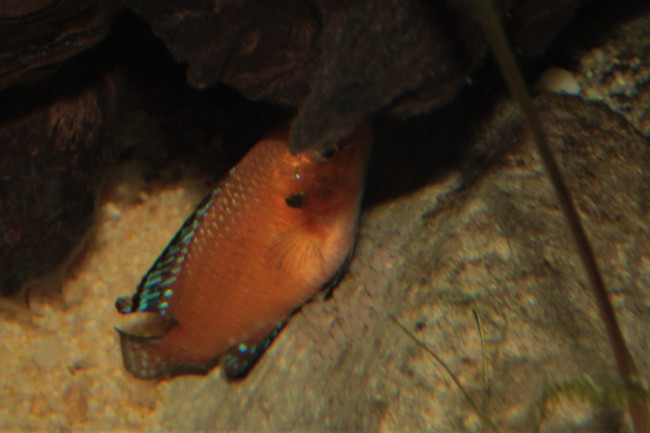 Hemichromis exsul ponte7.JPG