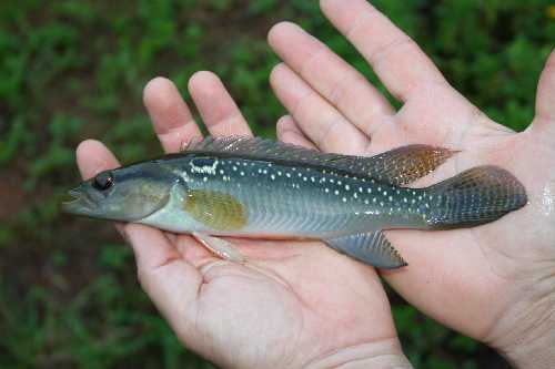 Crénicichla saxatilis