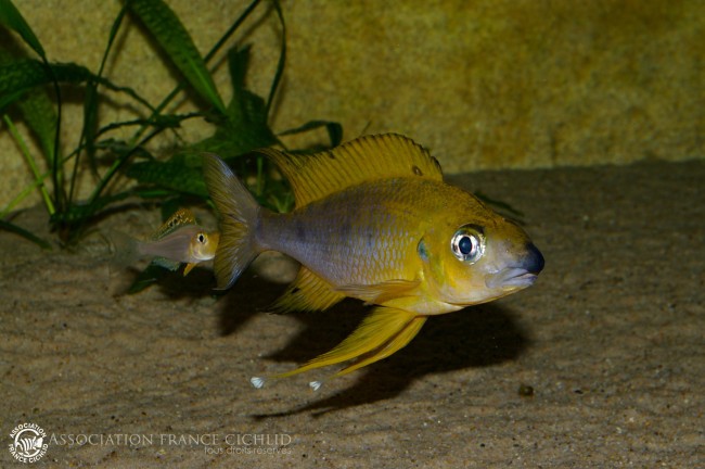 ophthalmotilapia nasuta mukosa.jpg