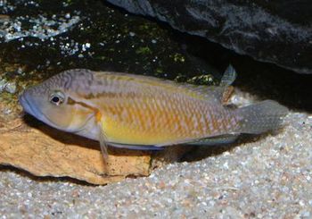 Telmatochromis dhonti.jpg