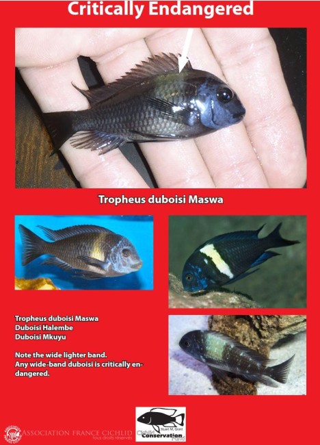 13 Tropheus duboisi Maswa, en danger critiqueJPG.JPG