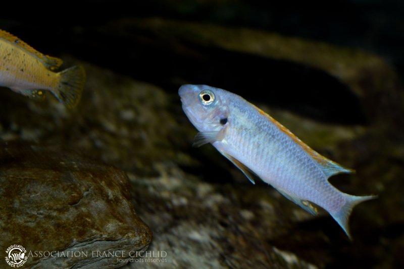 Labeotropheus trewavasae Thumbi west