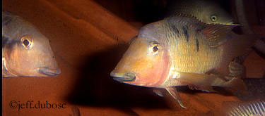 Geophagus crassilabris males copy.jpg