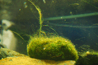 boule-pleine-d'algues.gif