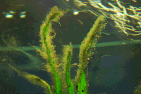 algues-sur-plante.gif