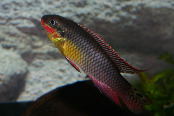 Pelvicachromis taeniatus Dehane.jpg