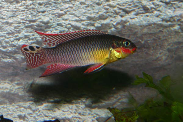 Pelvicachromis taeniatus Dehane (3).jpg