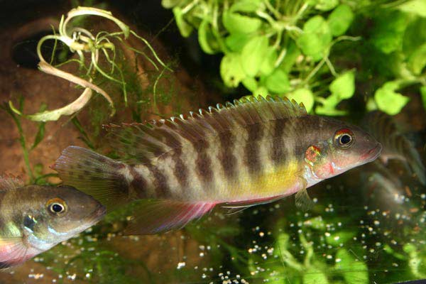 Pelvicachromis-humilis-Dink.jpg