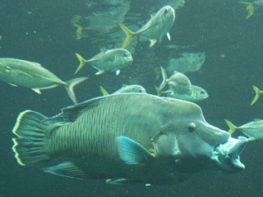autres-animaux-aquatiques-autres-poissons-de-[1].jpg