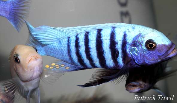 P.Tawil P. sp. zebra blue Blaze Manda C120501A 049.JPG