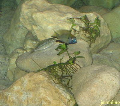 N. Prostoma Gome, parades accouplement (vendredi)