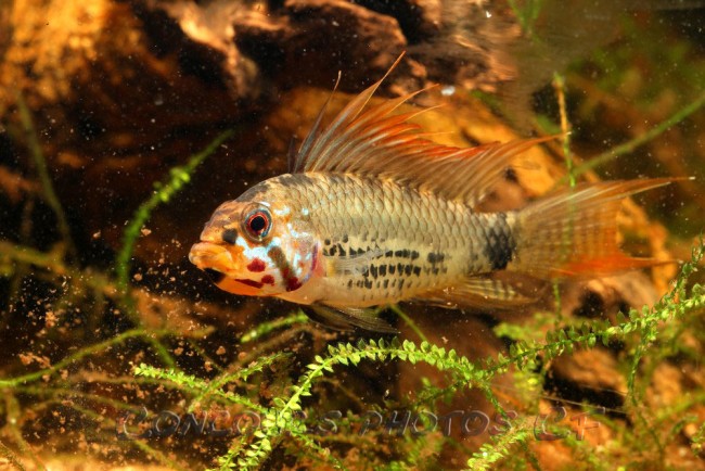 Apistogramma-breitbinden.jpg