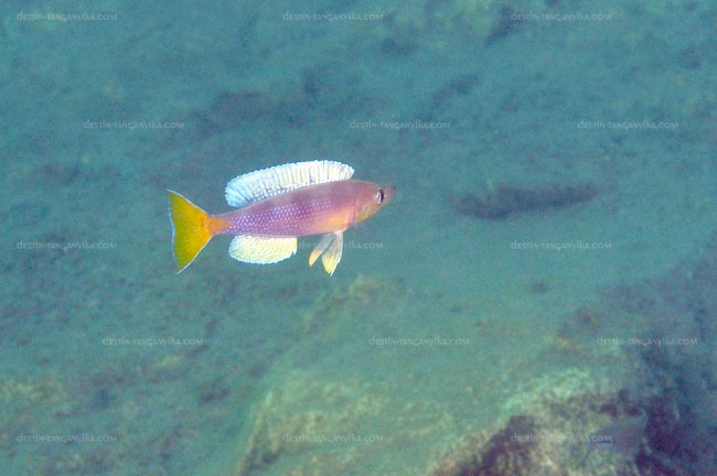 Cyprichromis leptosoma à Kabogo.