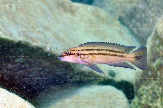 Chalinochromis sp. bifrenatus (île de Mvuna).