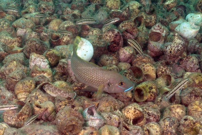 Neolamprologus callipterus et Telamtochromis vittatus (Ulwile).