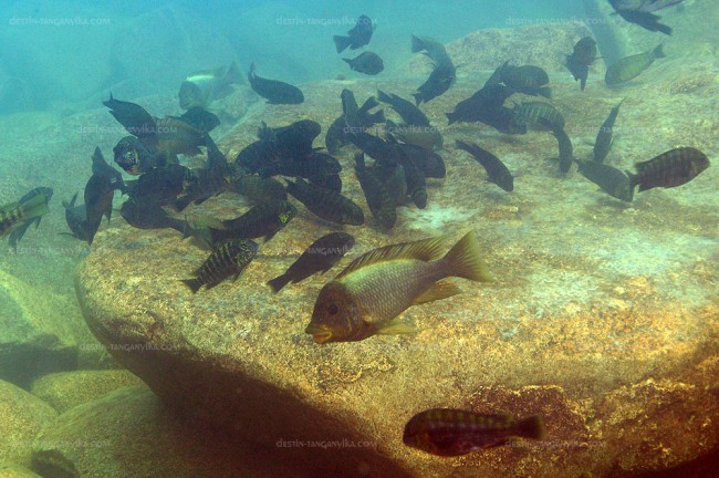 Petrochromis spp., Simochromis diagramma, Tropheus moorii à Mtosi.