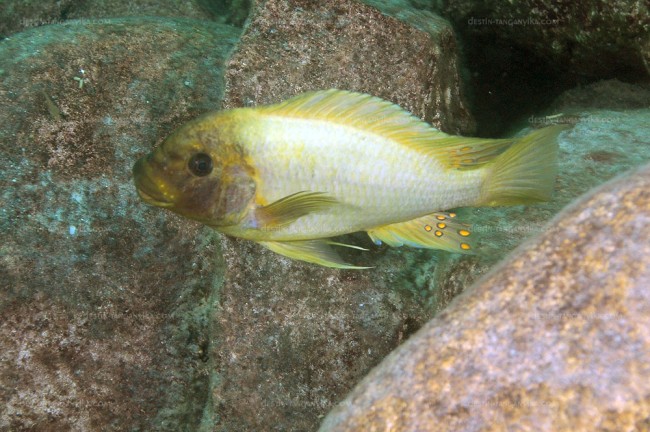 Petrochromis epphipium à Mtosi.