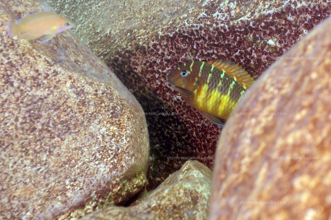 Tropheus moorii à Mtosi.