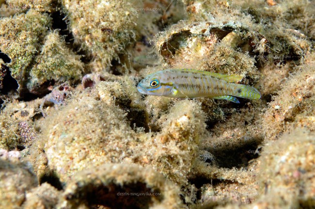 Telmatochromis sp. shell à Kalilani.