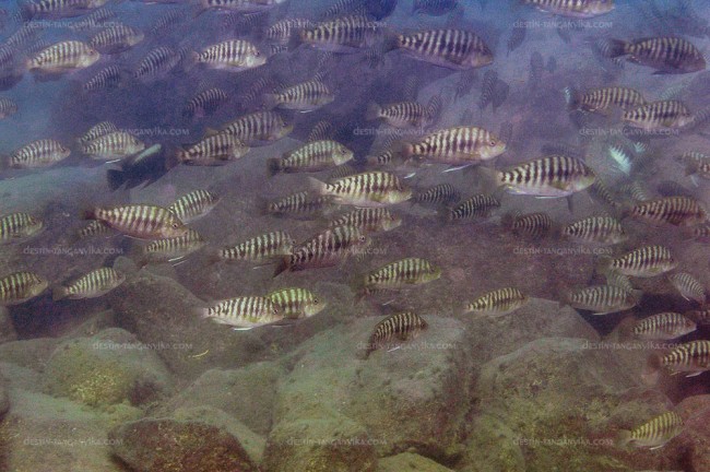 Petrochromis fasciolatus à Kelenge.