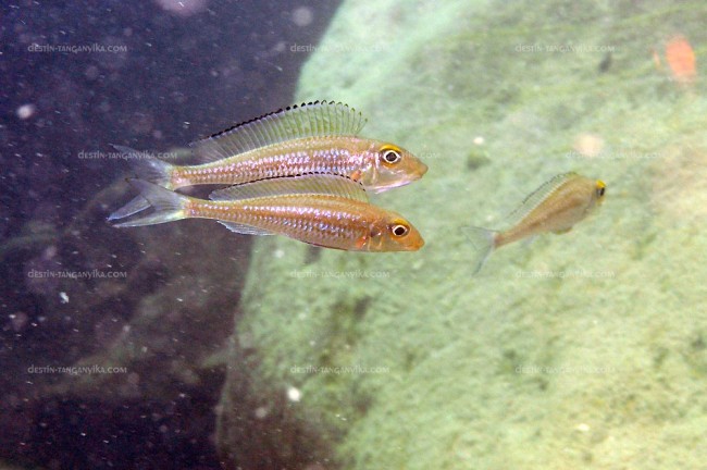 Xenotilapia (Asprotilapia) leptura à Kelenge.