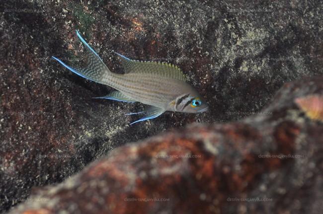 Neolamprologus pulcher à Molwe.