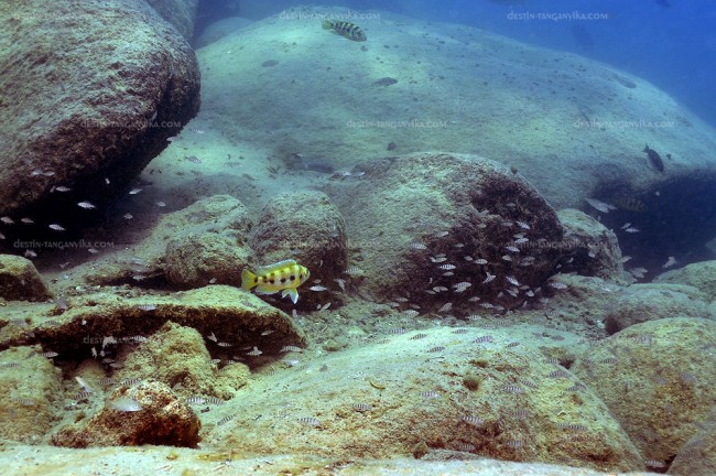 Neolamprologus sexfasciatus à Mpimbwe.